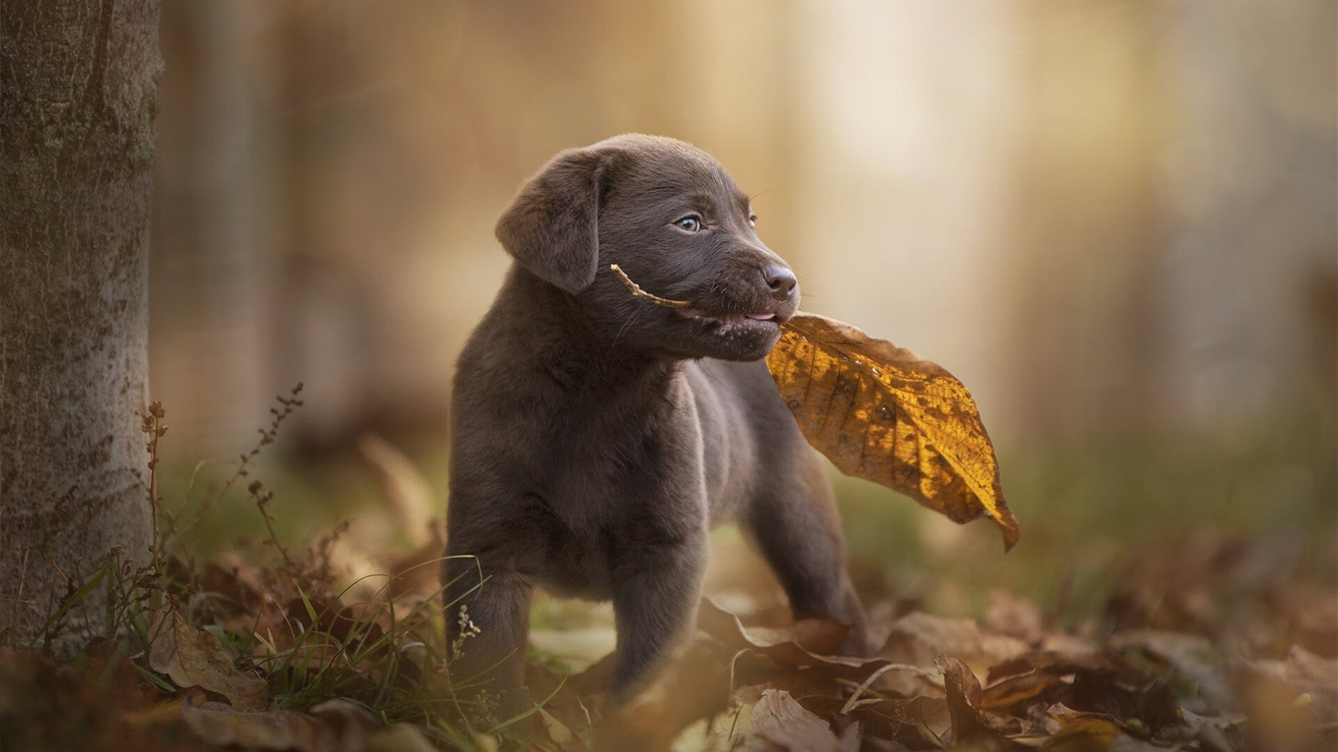 开云首页登录-“赛季潜力股：未来大热门球员盘点”，2021最有潜力球员