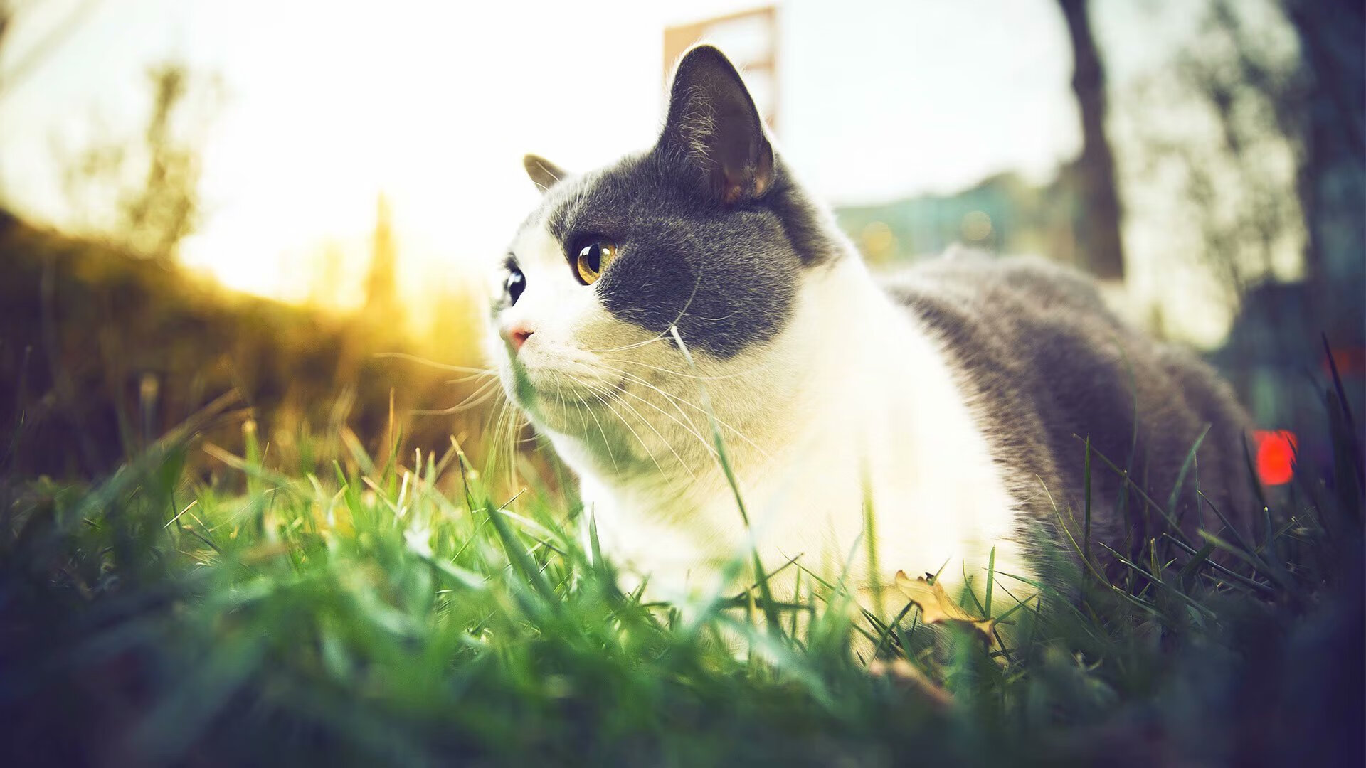 三分雨:北京队三分球命中率突破40%,火力猛爆!,球队三分命中记录