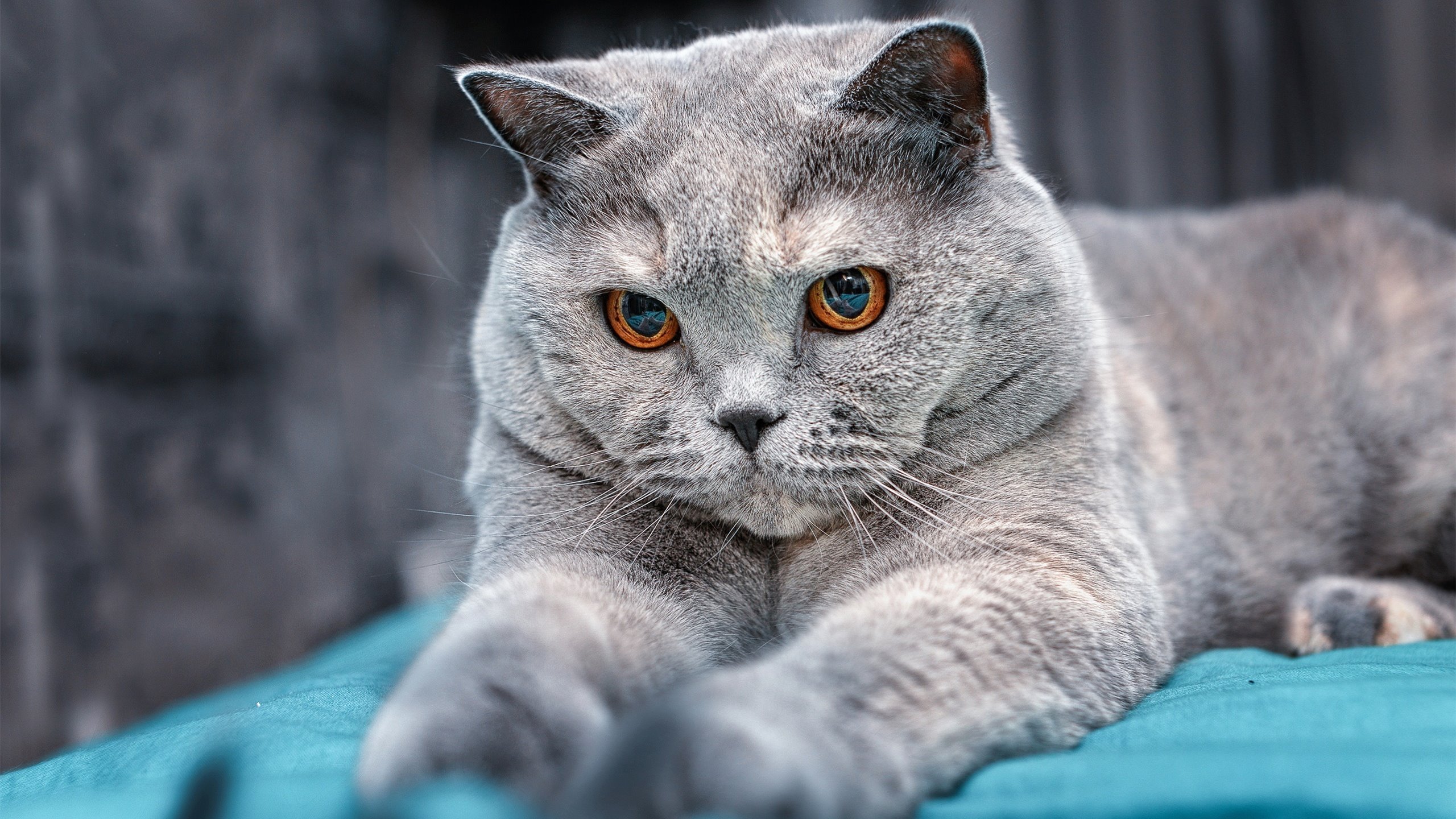 冬奥足球项目引热议,墨西哥球迷打出“冰上斗士”横幅,墨西哥冬奥会