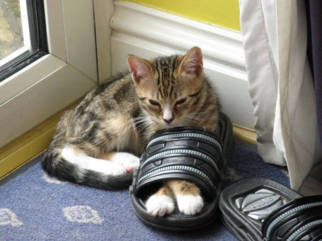 意甲豪门新援助阵,期待新战术火花,意甲七大豪门俱乐部