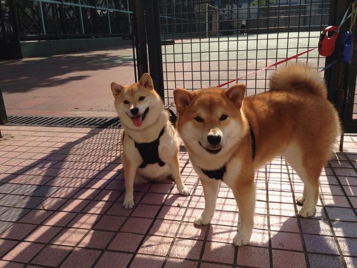 球场趣事:那些让人捧腹的趣味瞬间,球场搞笑视频