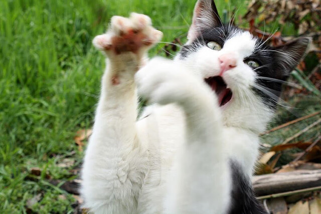 篮球职业联赛市场推广策略多样化,篮球赛事推广