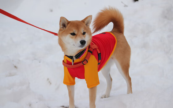 Kaiyun官方登录入口-篮球职业联赛引进国际先进管理模式，国际业务篮球联合会在哪里成立