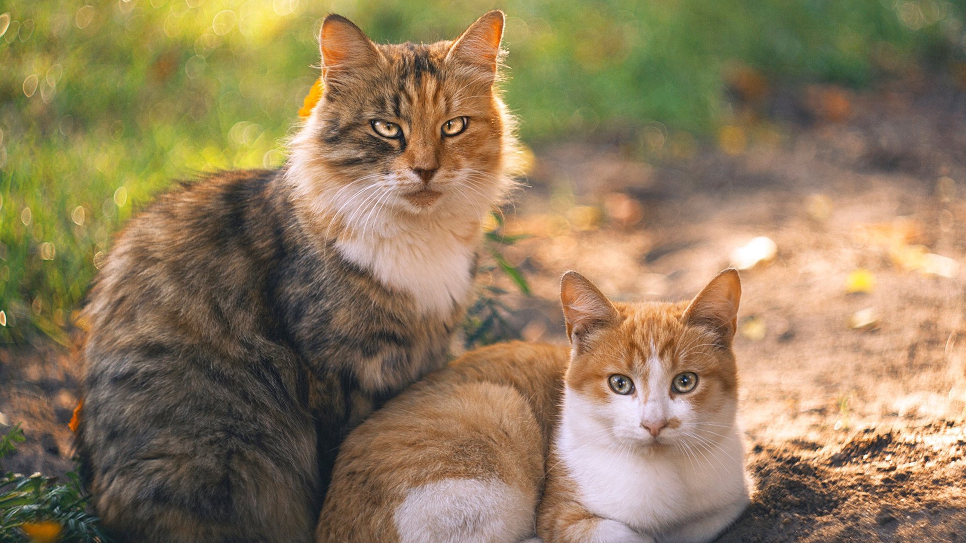 英超前十名盘点:争冠、欧战、保级局势一览无遗,英超前几名