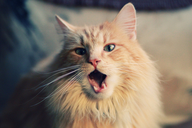 赛事评论员分析:中超哪支队伍最具爆发力,中超比较厉害的球队