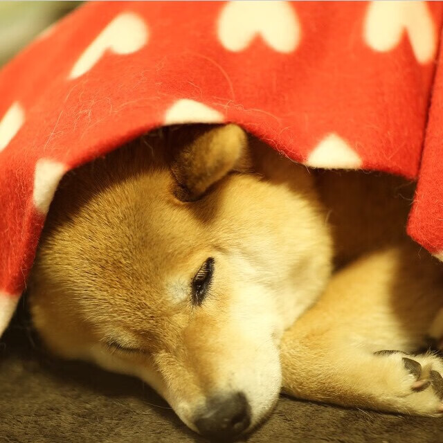 运动员的“硬实力”到底有多强?,运动员的力量有多大