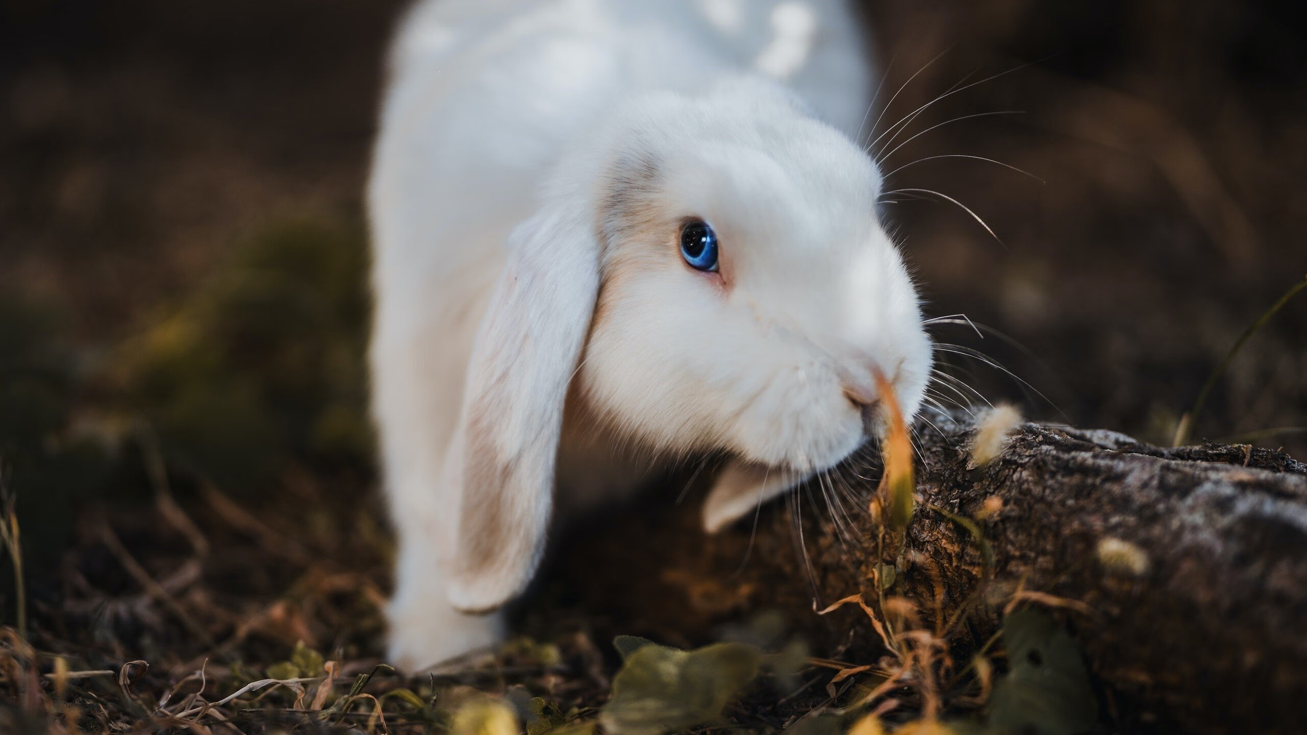华盛顿联主场战平斯托克城,积分有所增加,华盛顿有哪只球队