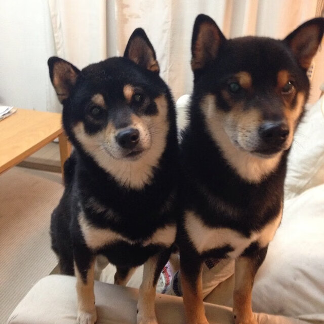 国际队新星加布里埃尔·卡瓦略转会至沙特球队阿尔卡迪西亚,加布里埃尔·卡乌夫曼