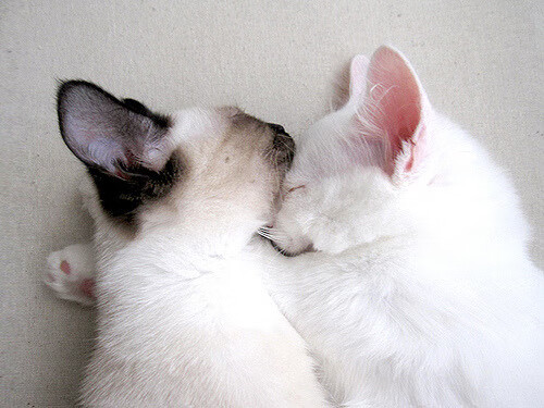 开云-国际马德里告负于巴列卡诺，遗憾连败，马德里竞技与巴萨