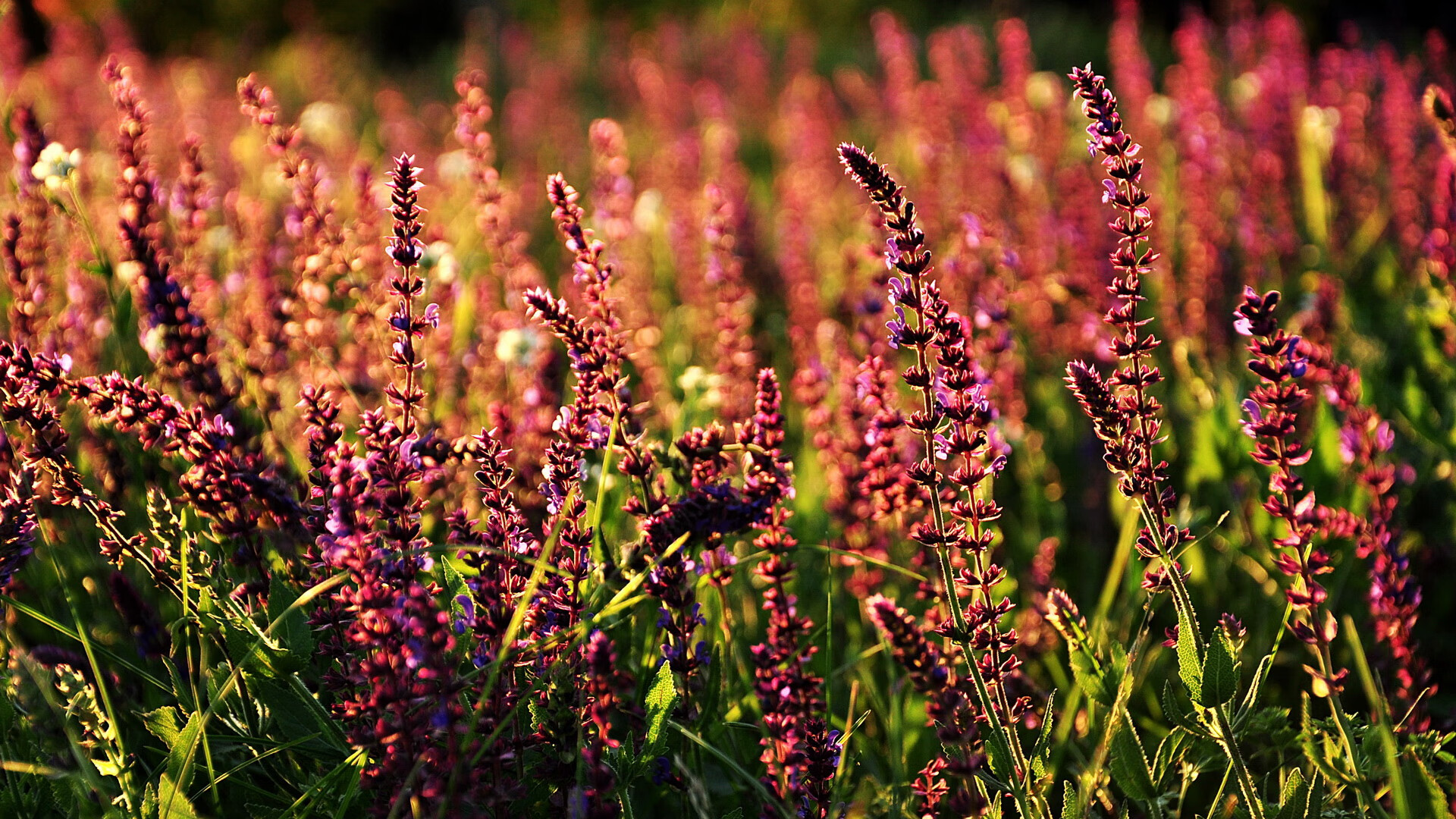 开云下载-巴尔干半岛劲旅黑山队！欧预赛最新成绩亮眼！，巴尔干半岛山脉