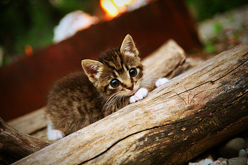 Kaiyun官方登录入口-德国女足联赛第一轮比赛圆满结束，德国 女足