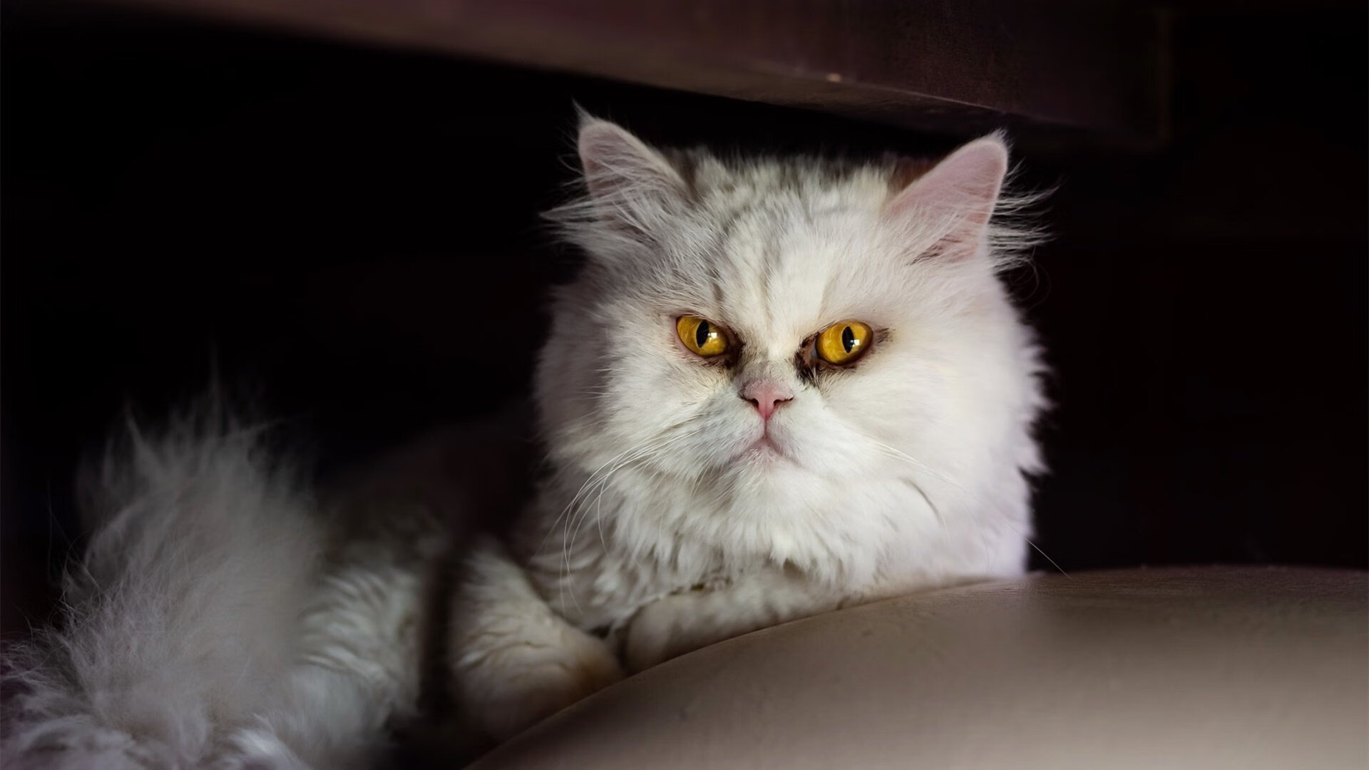 捷克迎战瑞士，欧洲杯晋级战激励人心，欧洲杯捷克瑞典