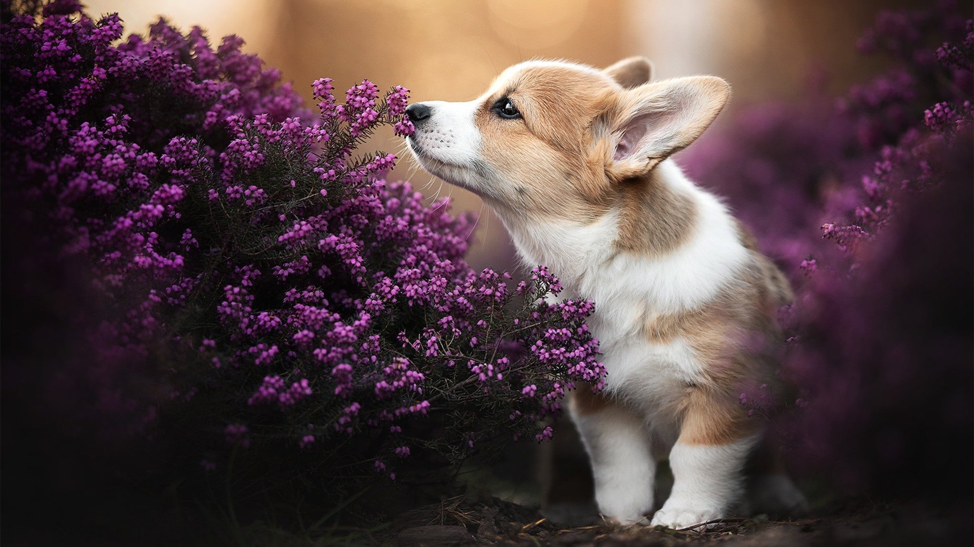 曼城力挽狂澜赛进四强,夺冠前景平路漫漫,曼城斩获联赛杯四连冠