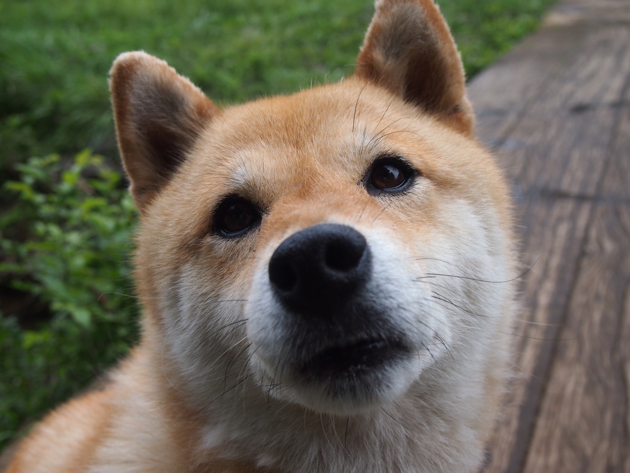 皇家社会主场2-0战胜拉斯帕尔马斯,取得胜利,皇家社会vs马德里竞技直播