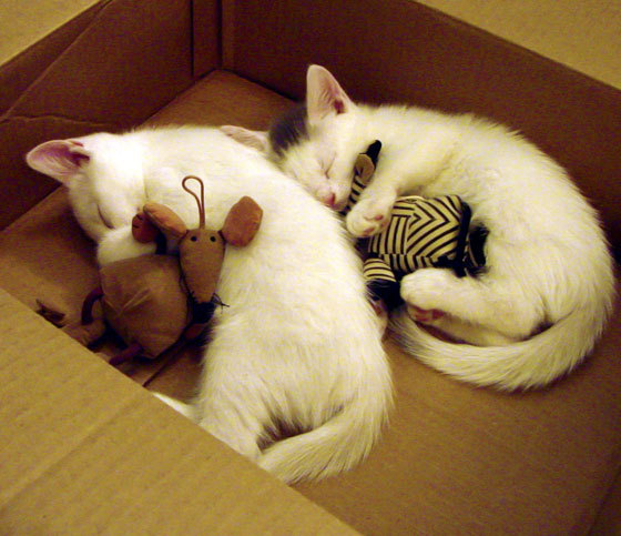 皇家社会主场2-1小胜赫塔费，取得宝贵三分，皇家社会ds足球