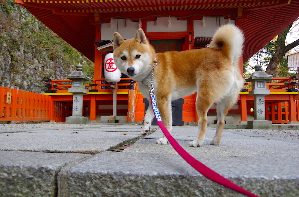 开云·体育官网-赫尔辛基主场失利，逆风而行需要努力，赫尔辛基俱乐部