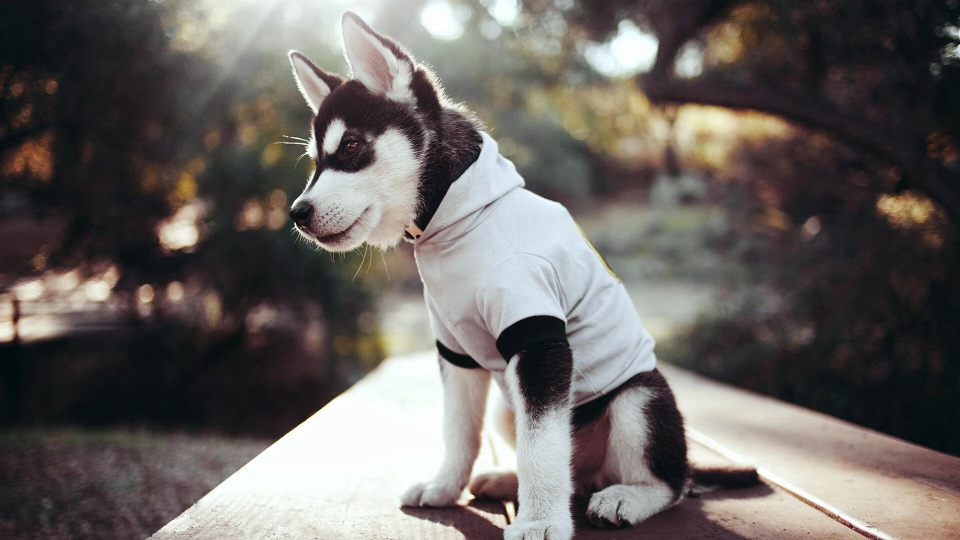 中国篮球教练员职业发展路径规划与实施,2021中国篮球教练员培训