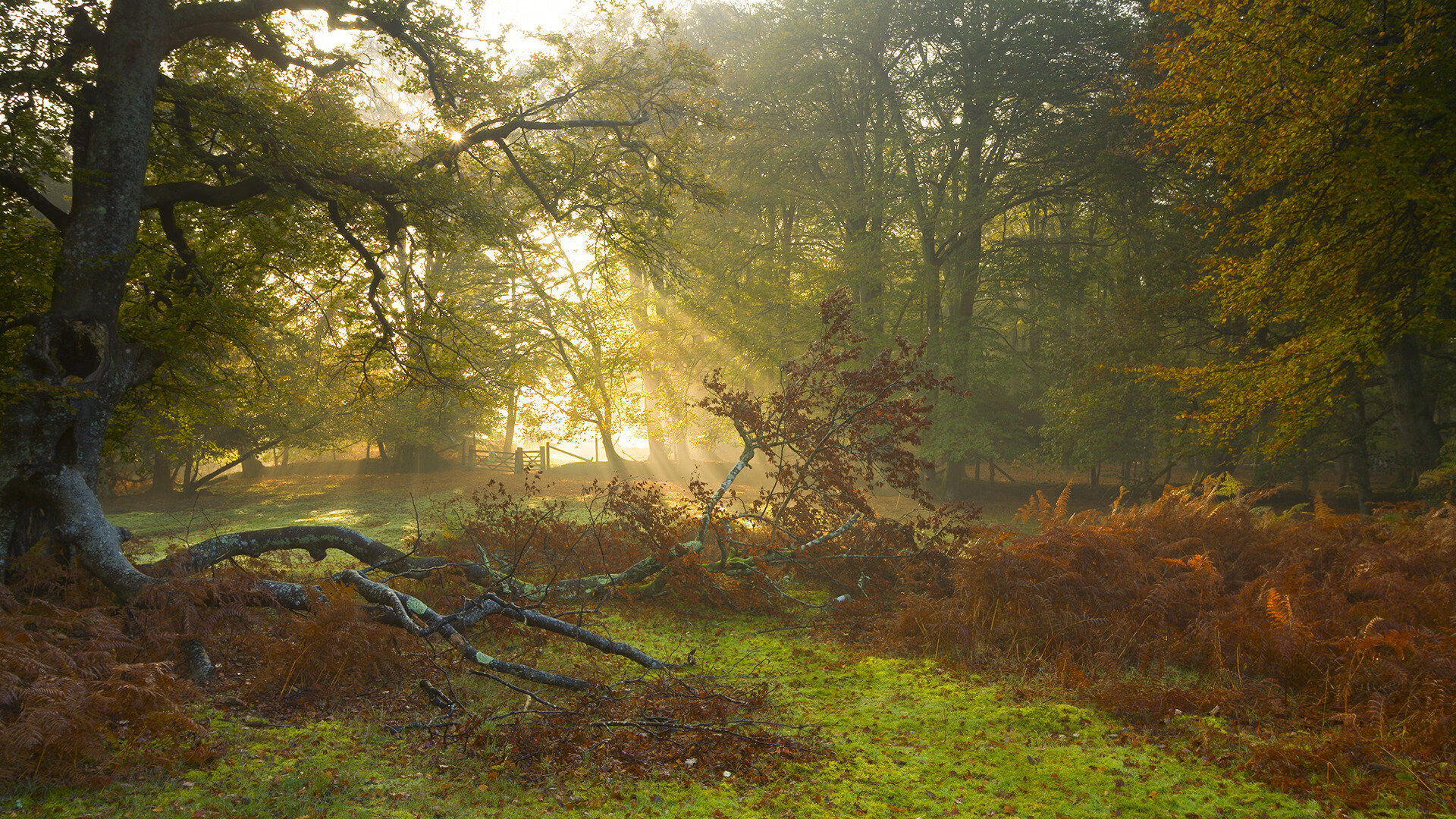 中国篮球联赛观众行为特征分析及市场细分策略,篮球比赛中观众的规则