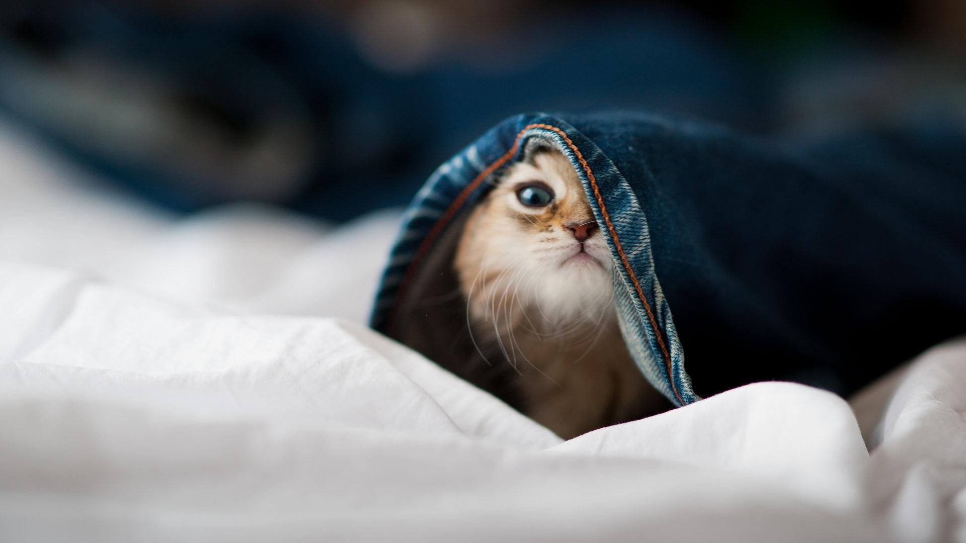 开云官方-LPL官方发布赛程调整公告比赛节奏更紧凑，lpl赛事前瞻