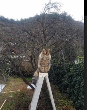 开云官网-体测机制逐步覆盖所有学段保障连续性，体测成绩是覆盖还是取最高