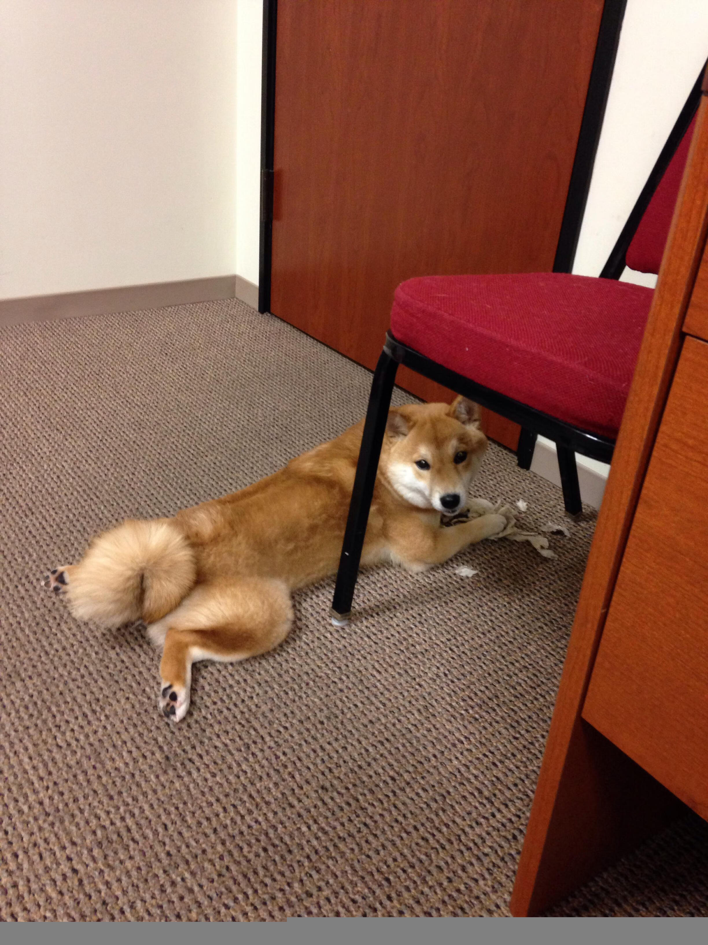 勇士火线复出CBA季后赛，勇士火箭在线直播