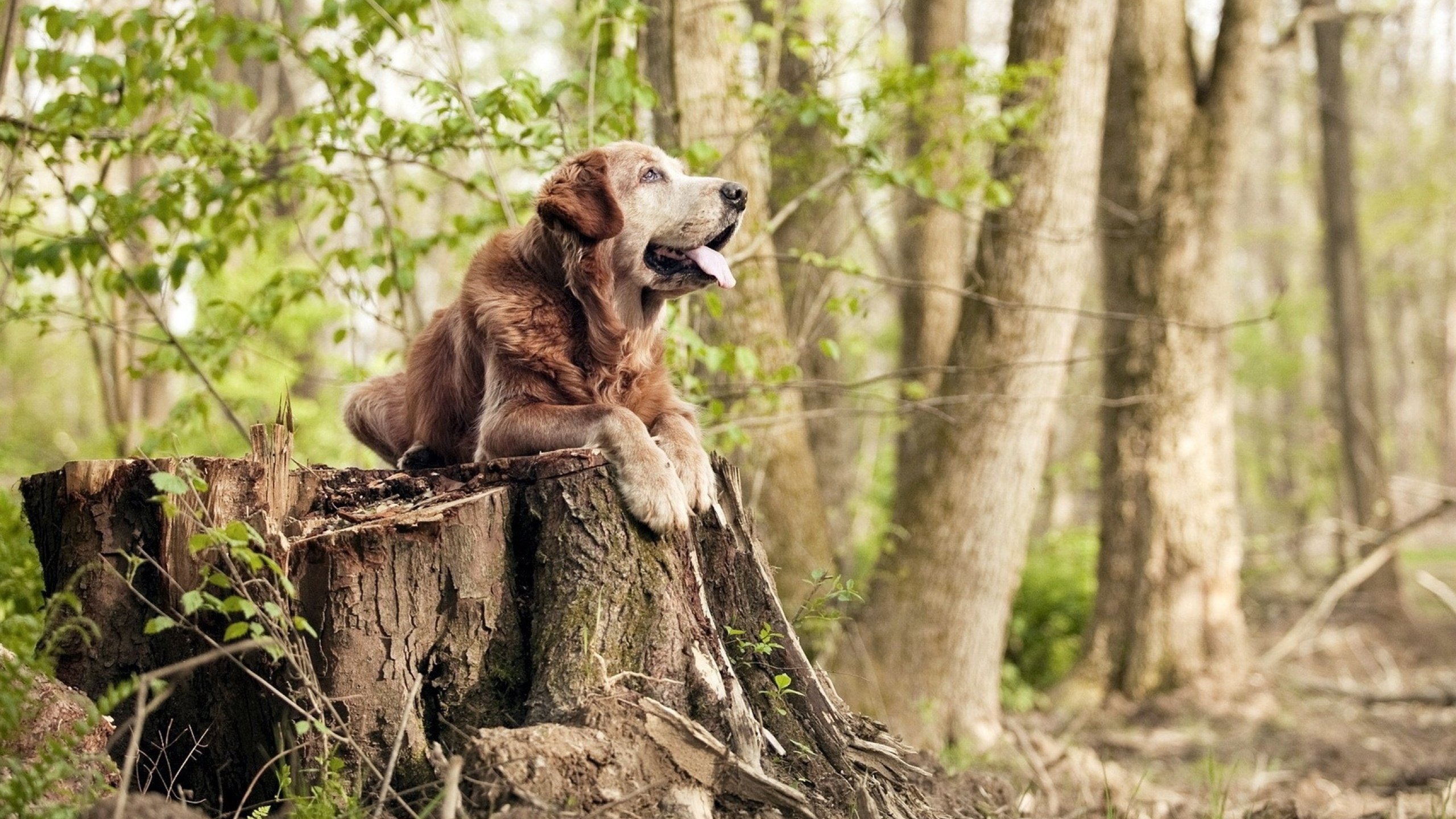 kaiyun网站-西甲超级档案：精彩瞬间不断刷新记录！，西甲锦集
